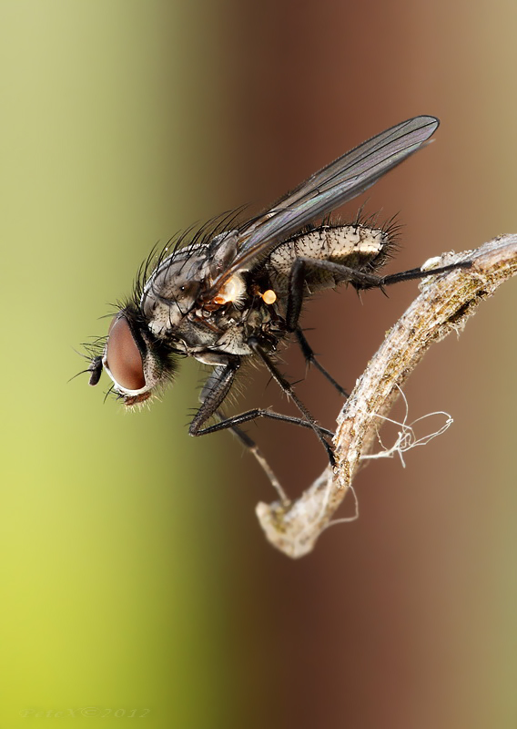 Anthomyiidae sp.
