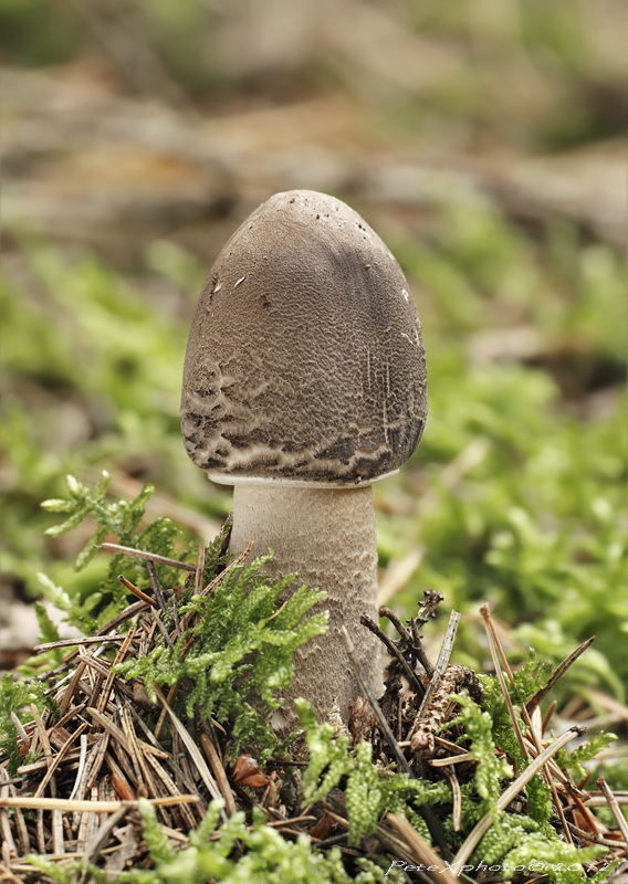 Macrolepiota procera