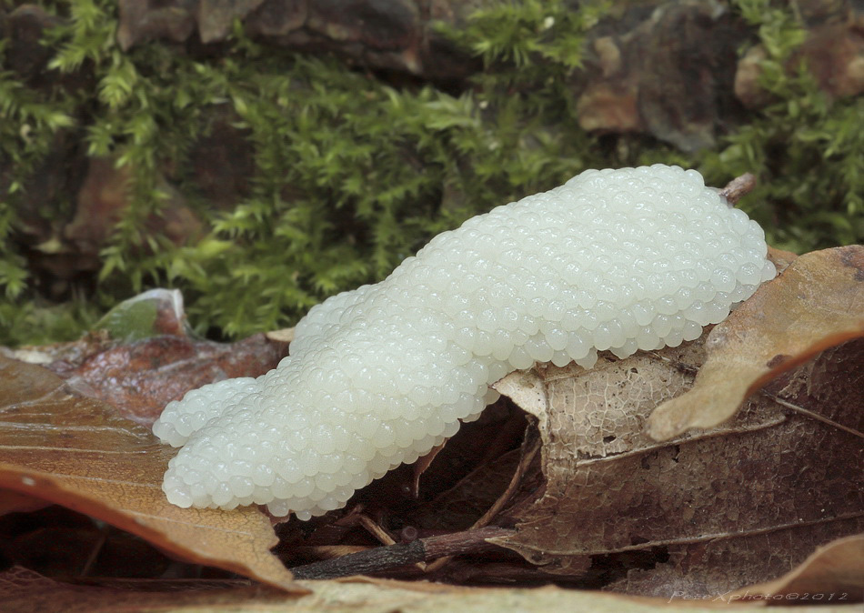 Myxomycetes sp.