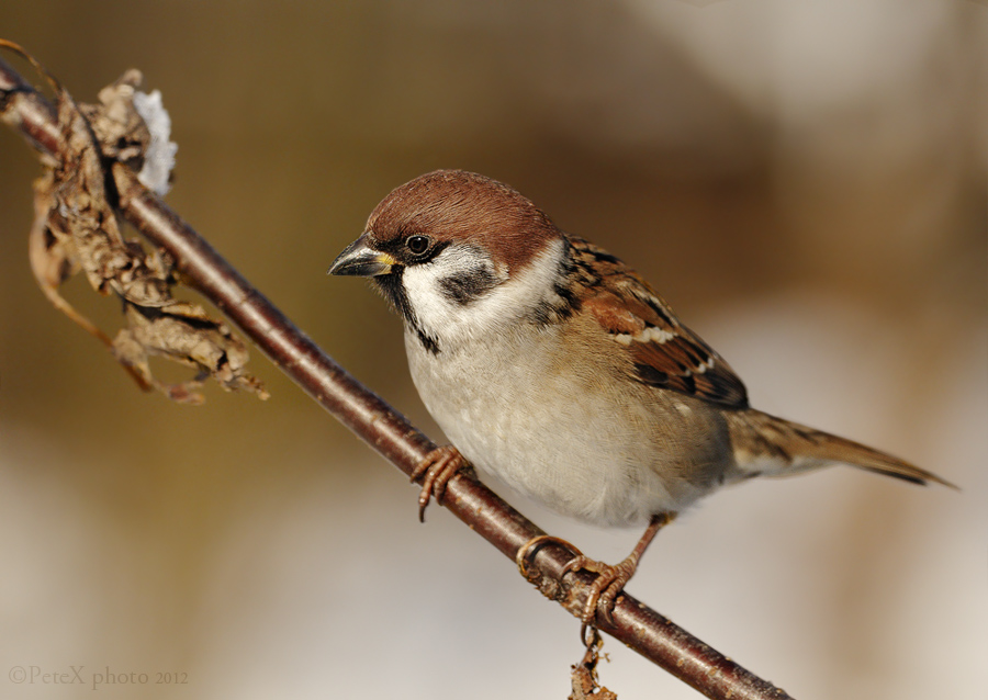 Passer montanus - Vrabec poľný