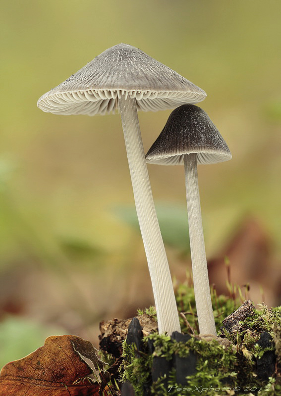 Mycena polygramma - Prilbička ryhovaná 