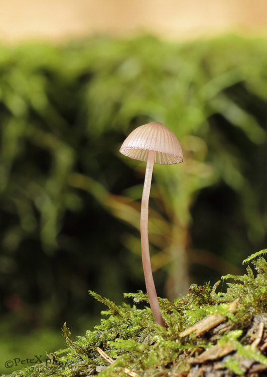 Mycena sp. - prilbička 
