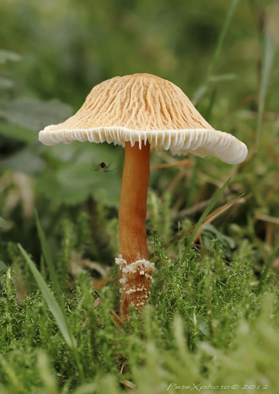 Cystoderma amianthinum - Zrnivka okrová