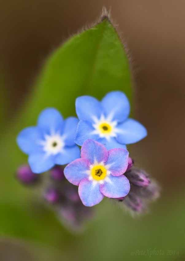 _MG_1034-fn