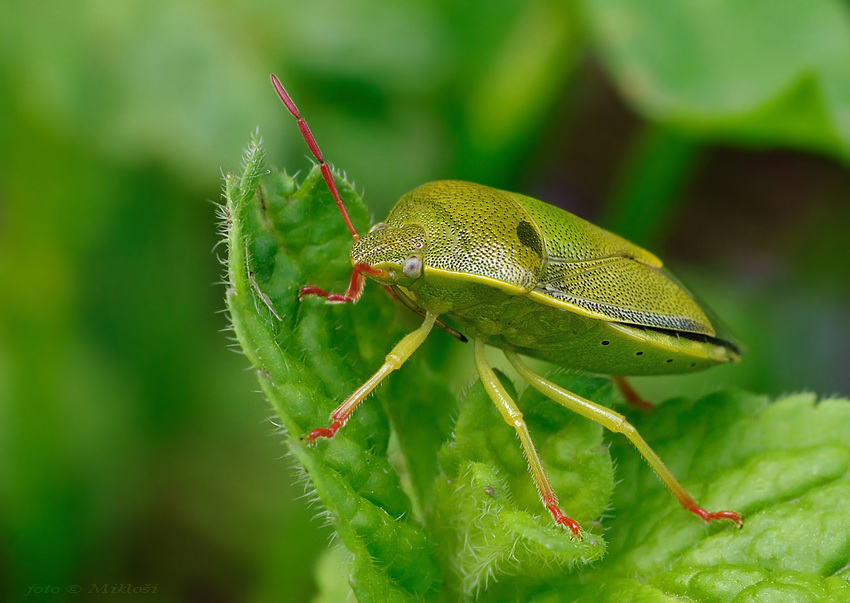 Piezodorus lituratus 2