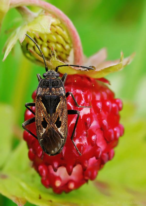 Rhyparochromus pini