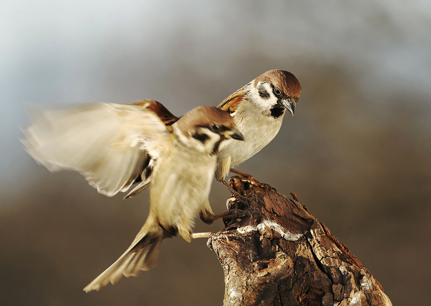 Passer montanus/ vrabec poľný