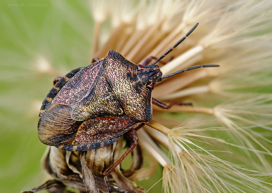 Carpocoris purpureipennis 2