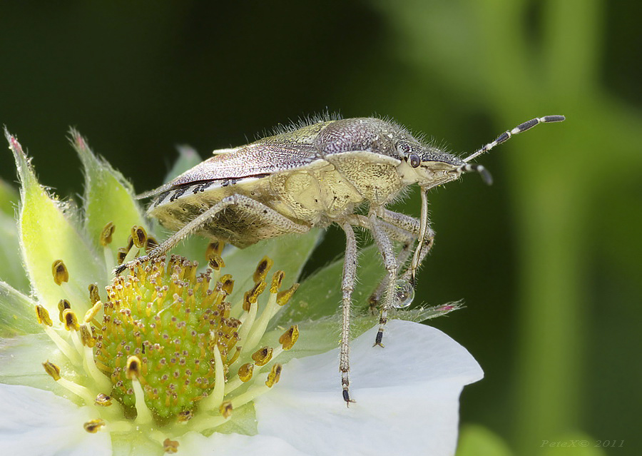 Dolycoris baccarum