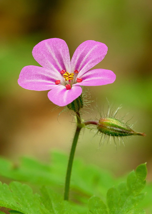 Geranium robertianum /pakost smradľavý