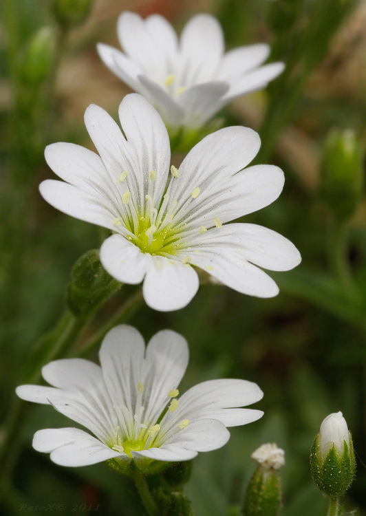 Cerastium sp.