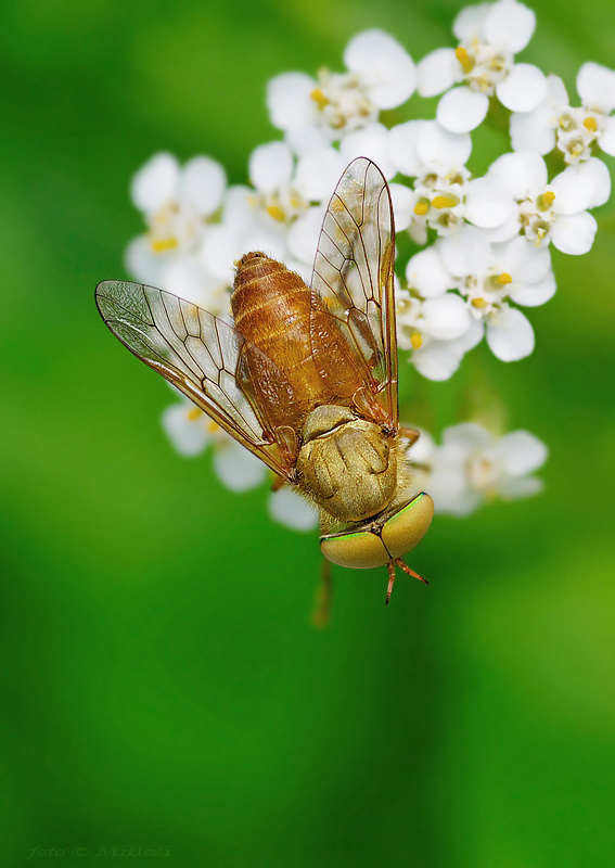 Silvius alpinus