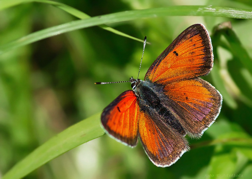 Lycaena hippothoe
