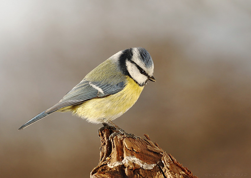 Parus caeruleus /sýkorka belasá