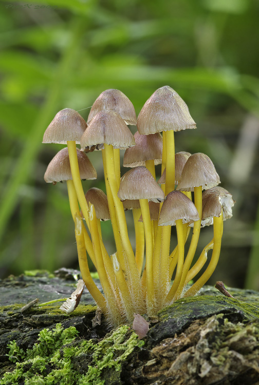 Mycena renati prilbička žltohlúbiková