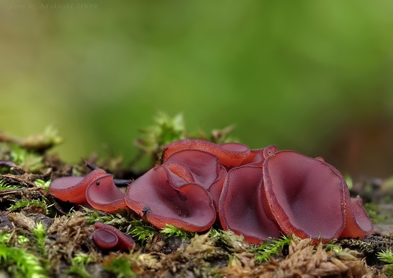Ascocoryne sp. vrtidlovka