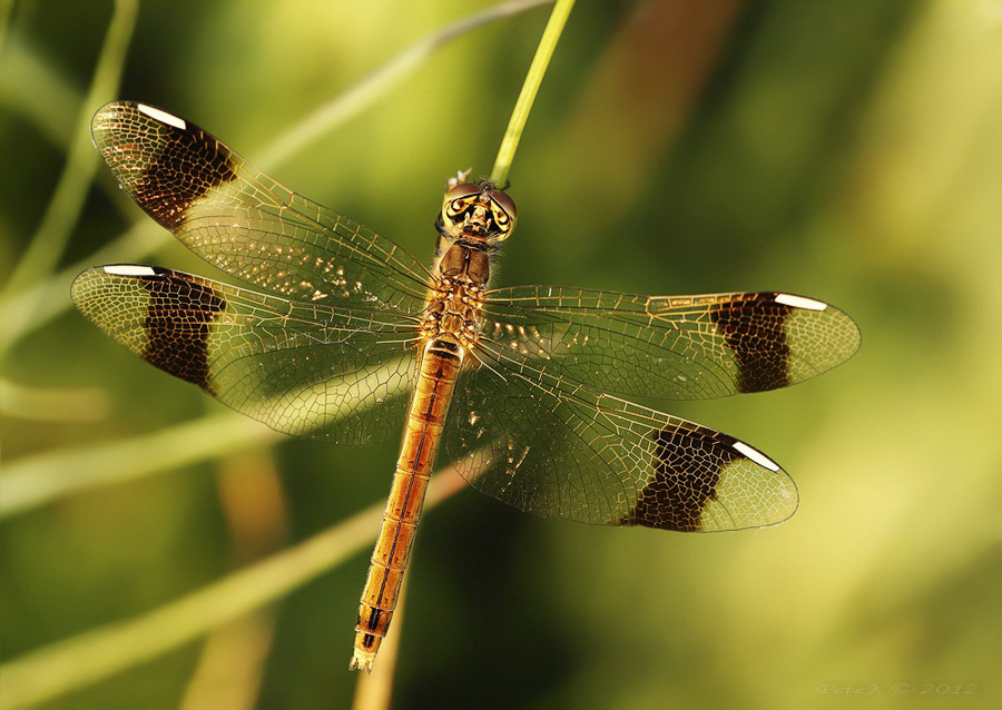 Sympetrum pedemontanum.  