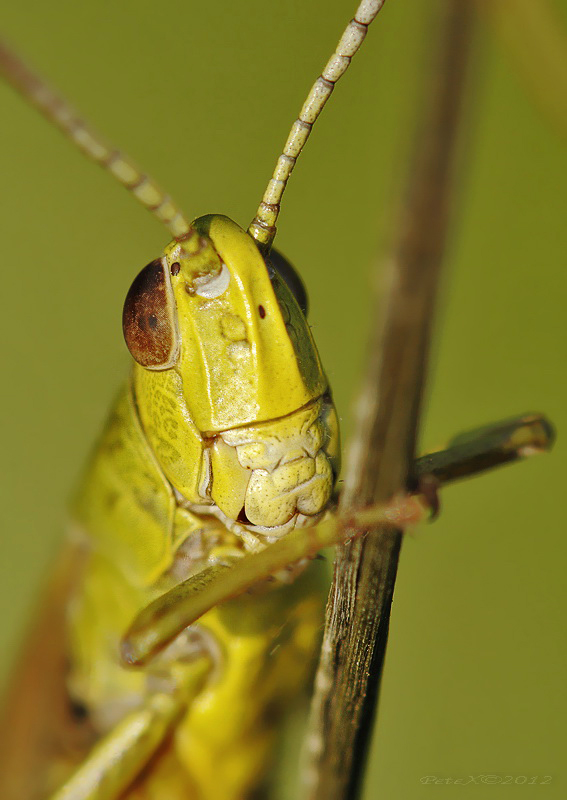 Acrididae sp.