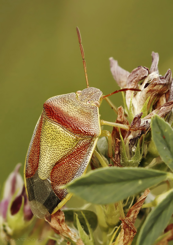 Piezodorus lituratus