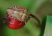 Carpocoris purpureipennis
