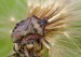Carpocoris purpureipennis 2