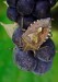 Dolycoris baccarum 2