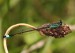 Ischnura elegans