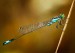 Ischnura elegans 2