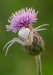 Misumena vatia kvetárik dvojtvarý