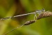 Platycnemis pennipes