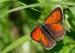 Lycaena hippothoe