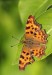  Polygonia c-album babôčka zubatokrídla