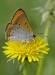 Lycaena dispar 