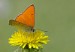 Lycaena dispar ohniváčik veľký