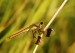 Sympetrum pedemontanum