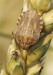 Eurygaster maura