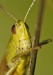 Acrididae sp.